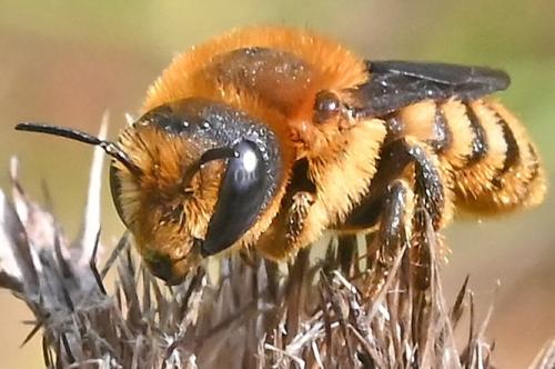 Hoplitis brachypogon